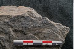Foto (Detailansicht) von Plantae indet.  (NHMW-GEO-2024-0188-11526)